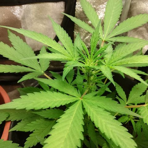 Callyberry growlog timeline photo