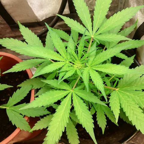 Callyberry growlog timeline photo