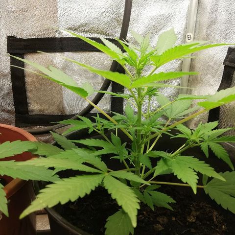 Callyberry growlog timeline photo