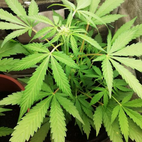 Callyberry growlog timeline photo
