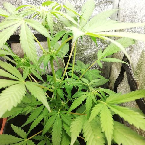 Callyberry growlog timeline photo