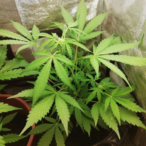 Callyberry growlog timeline photo