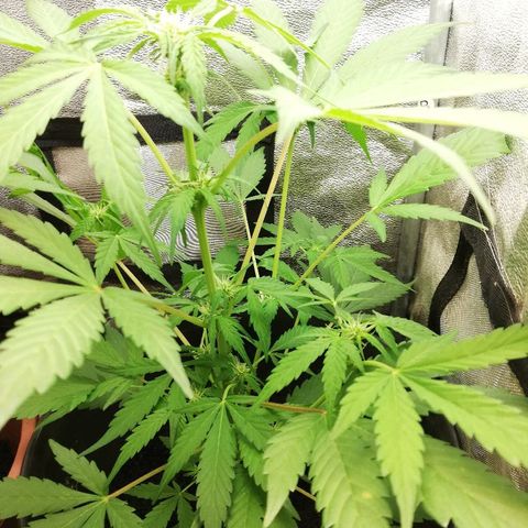 Callyberry growlog timeline photo