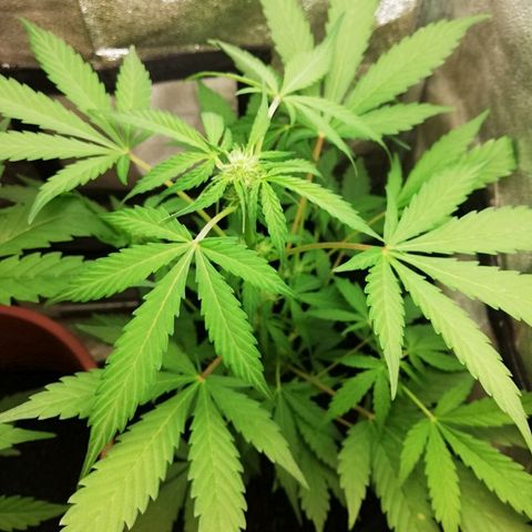 Callyberry growlog timeline photo