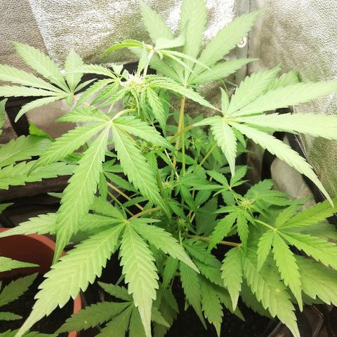 Callyberry growlog timeline photo