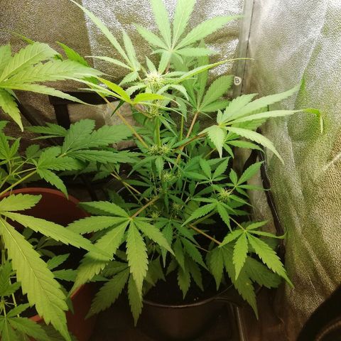 Callyberry growlog timeline photo