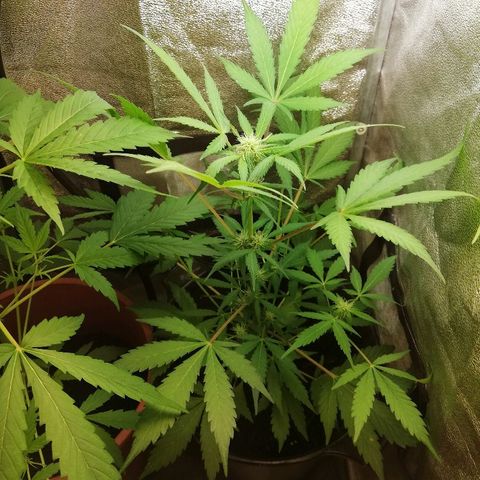 Callyberry growlog timeline photo