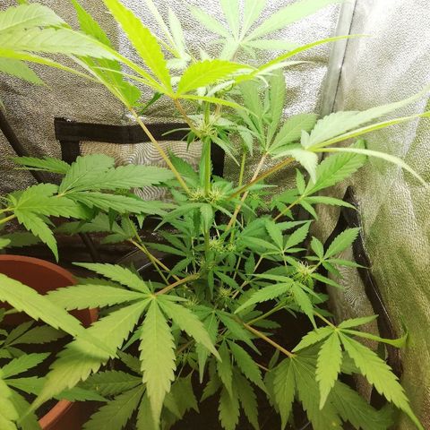 Callyberry growlog timeline photo