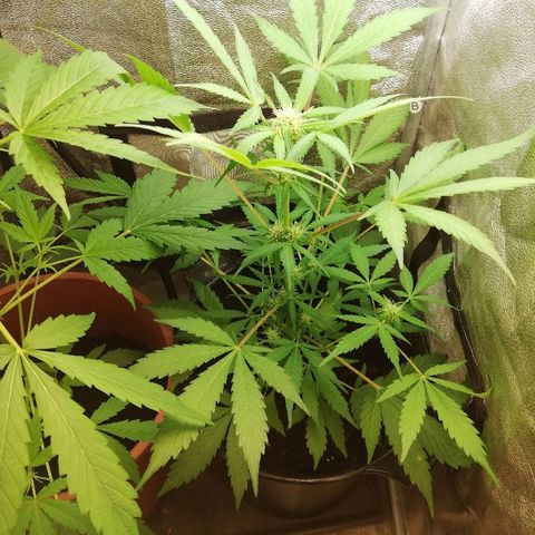 Callyberry growlog timeline photo