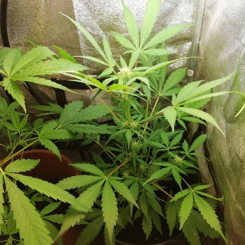 Callyberry growlog timeline photo