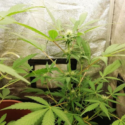 Callyberry growlog timeline photo