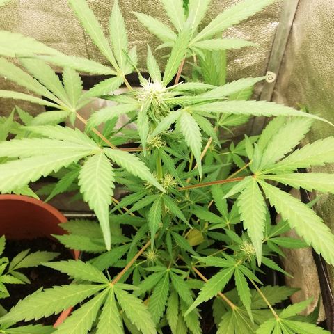 Callyberry growlog timeline photo