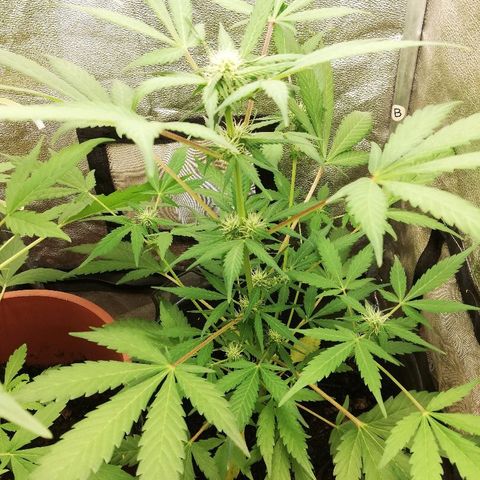 Callyberry growlog timeline photo