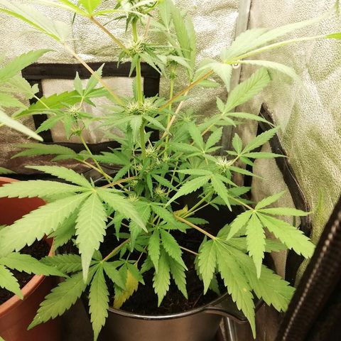 Callyberry growlog timeline photo