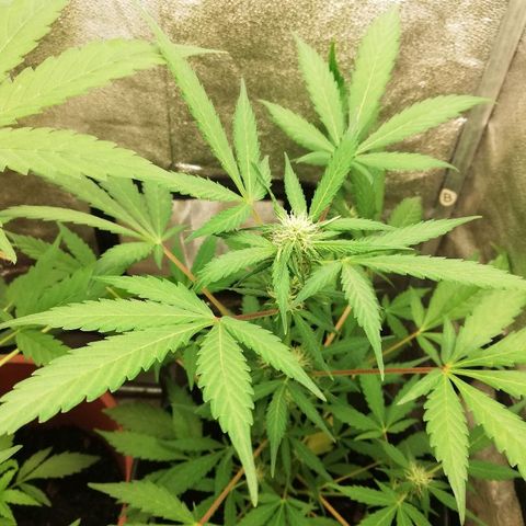 Callyberry growlog timeline photo