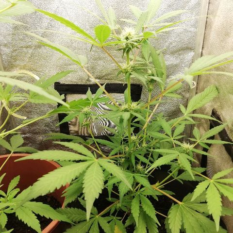 Callyberry growlog timeline photo