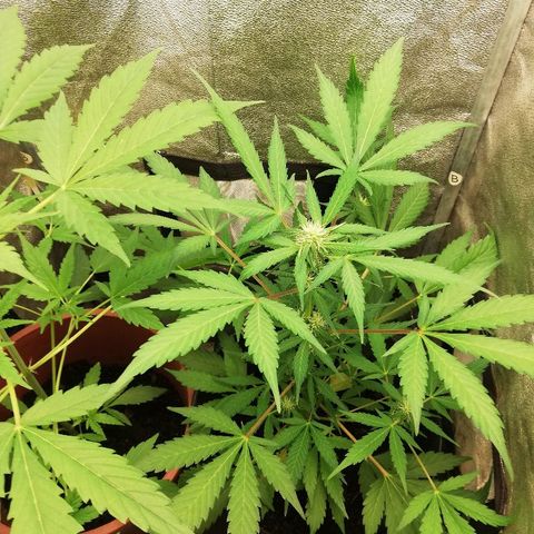 Callyberry growlog timeline photo
