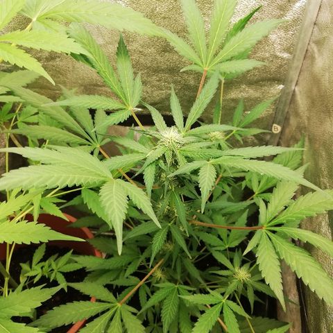 Callyberry growlog timeline photo