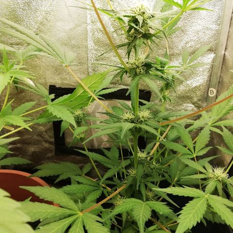 Callyberry growlog timeline photo
