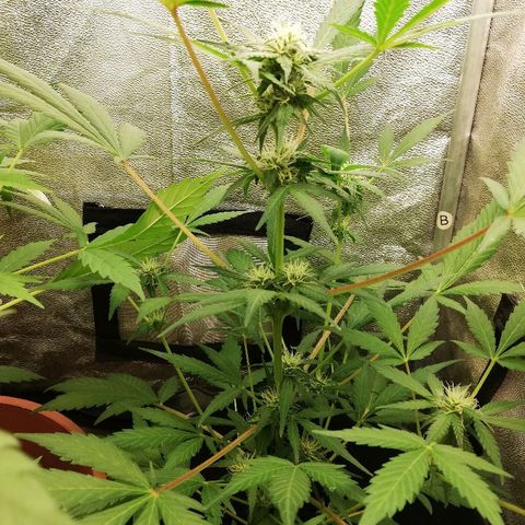 Callyberry growlog timeline photo