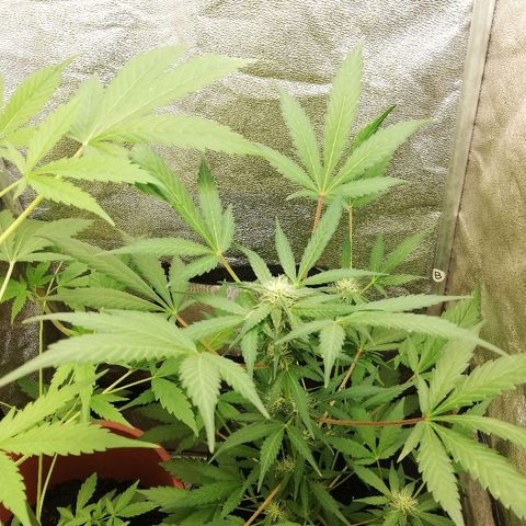 Callyberry growlog timeline photo