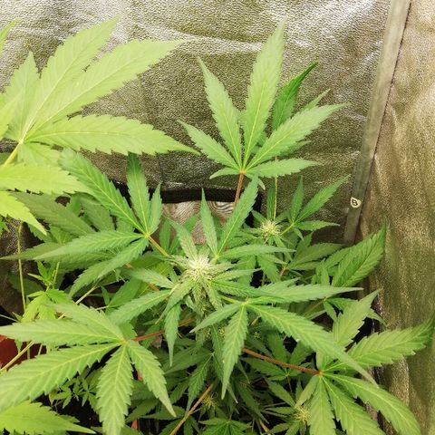 Callyberry growlog timeline photo