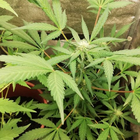 Callyberry growlog timeline photo