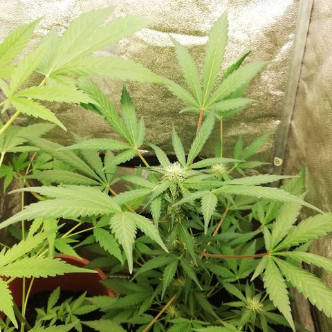 Callyberry growlog timeline photo