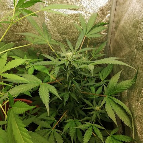 Callyberry growlog timeline photo