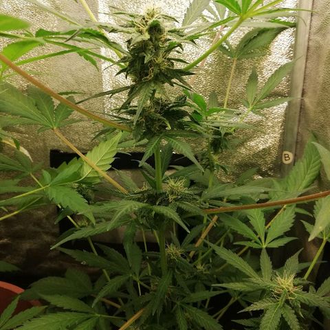 Callyberry growlog timeline photo