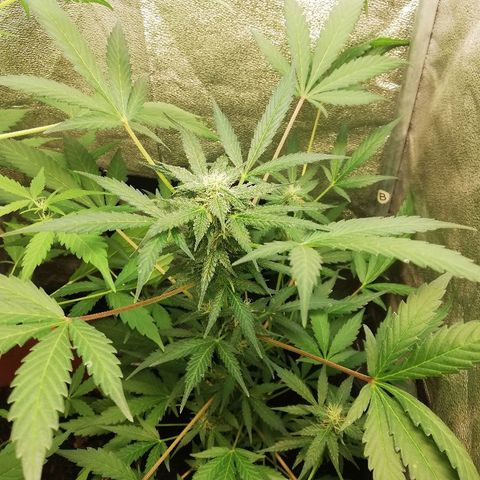 Callyberry growlog timeline photo