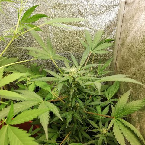 Callyberry growlog timeline photo