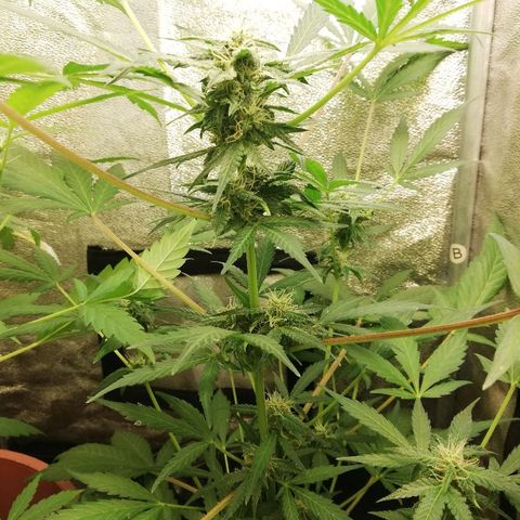 Callyberry growlog timeline photo
