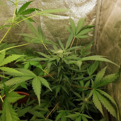 Callyberry growlog timeline photo