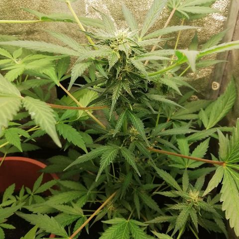 Callyberry growlog timeline photo