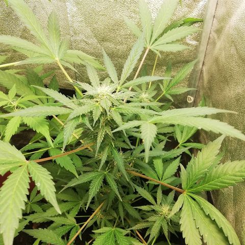 Callyberry growlog timeline photo