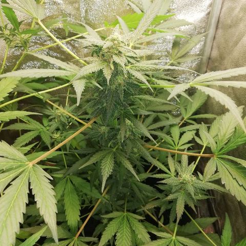 Callyberry growlog timeline photo