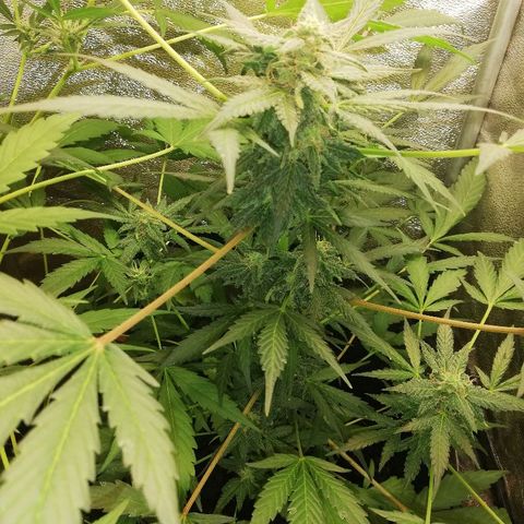 Callyberry growlog timeline photo