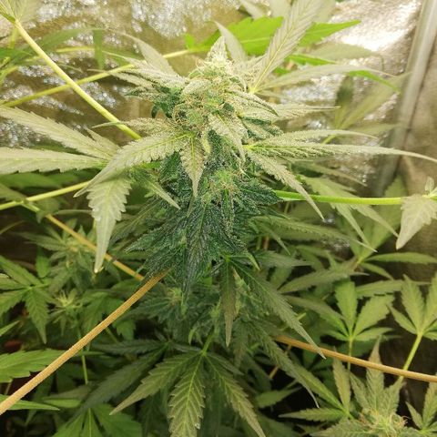 Callyberry growlog timeline photo