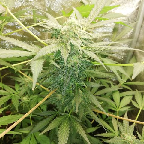 Callyberry growlog timeline photo