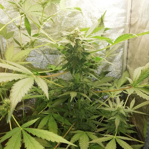 Callyberry growlog timeline photo