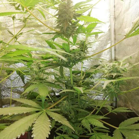 Callyberry growlog timeline photo