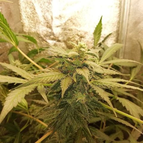 Callyberry growlog timeline photo