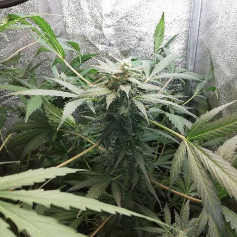 Callyberry growlog timeline photo