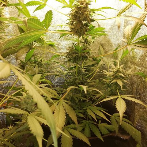 Callyberry growlog timeline photo