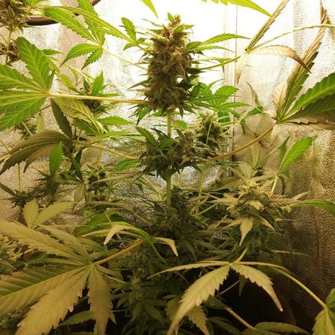 Callyberry growlog timeline photo