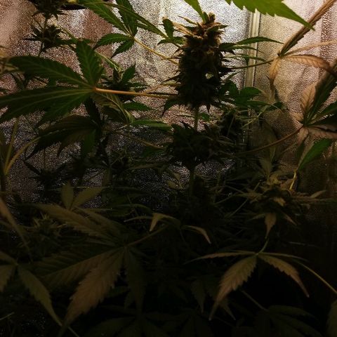 Callyberry growlog timeline photo