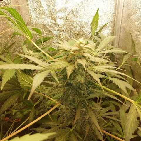 Callyberry growlog timeline photo