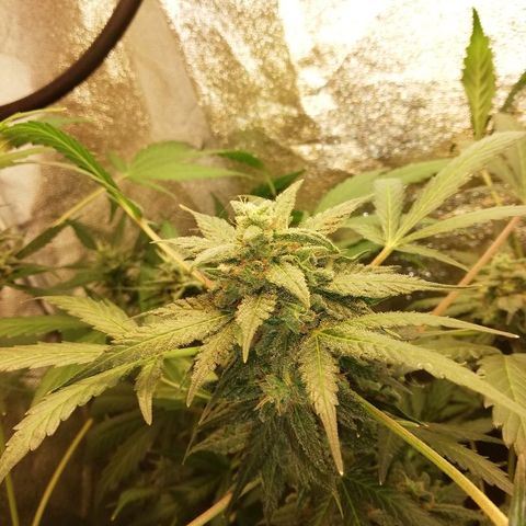 Callyberry growlog timeline photo