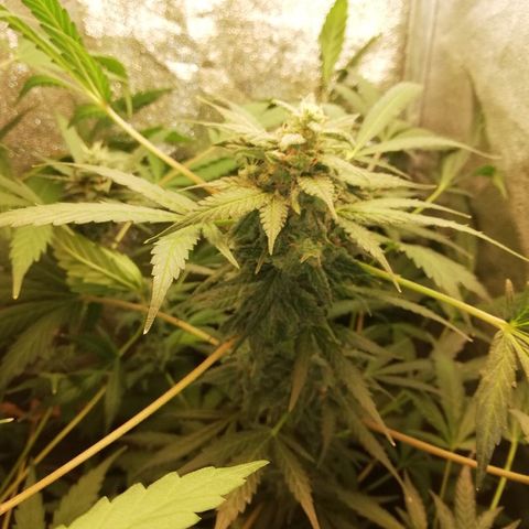 Callyberry growlog timeline photo